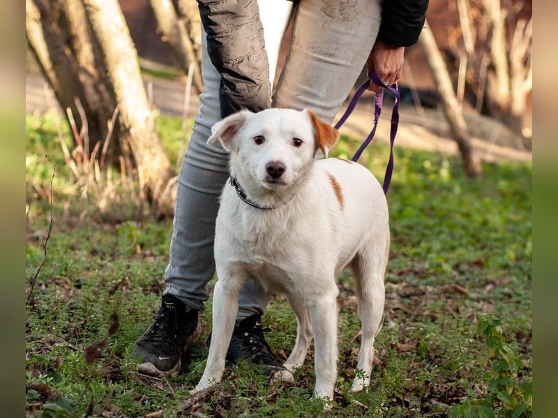 Bucket - Schmusebacke (Ukraine)