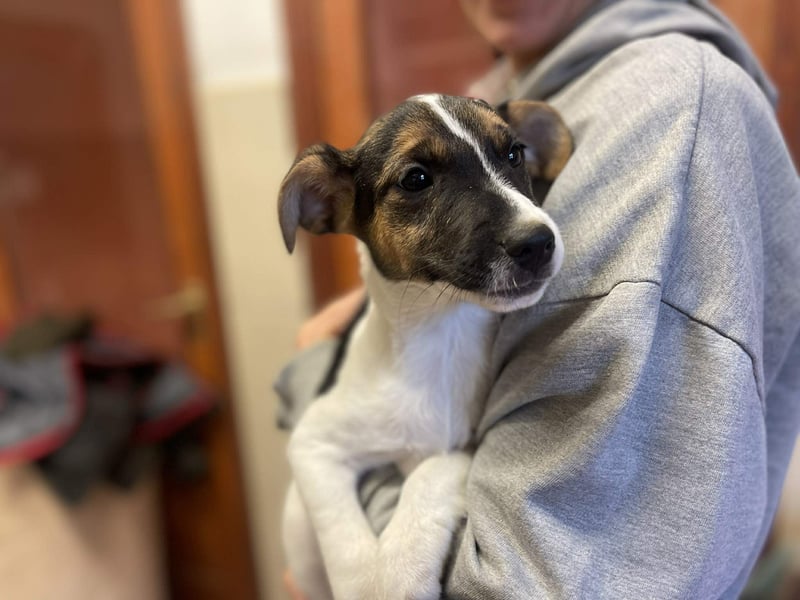 Ellen, aufgeschlossenes Hundemädchen sucht eine Familie