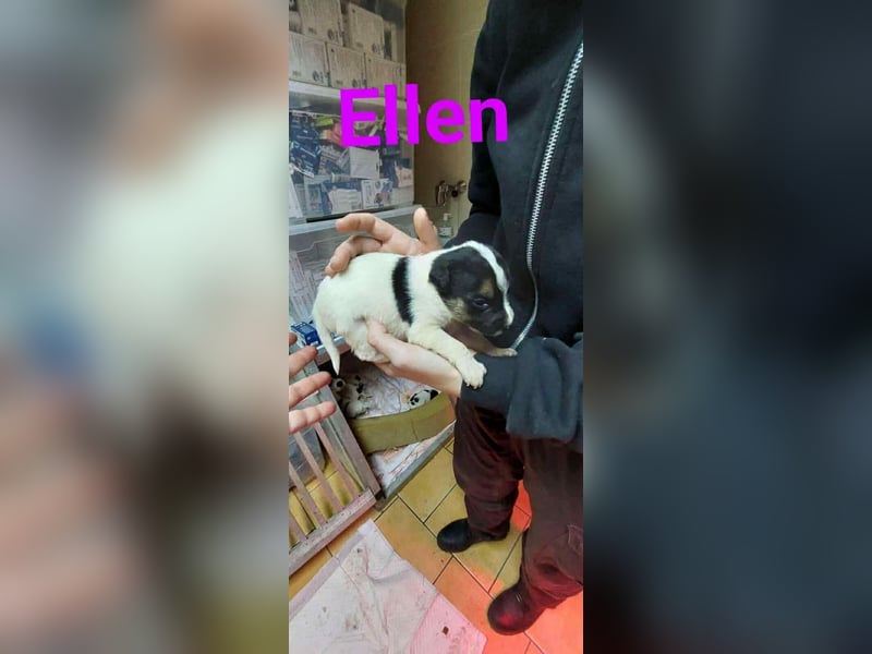 Ellen, aufgeschlossenes Hundemädchen sucht eine Familie