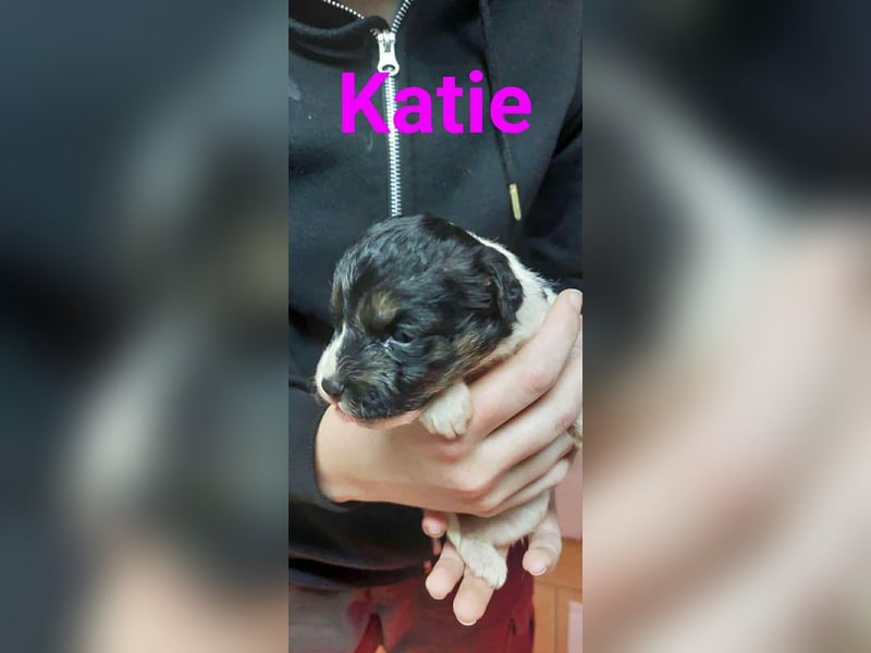 Katie - aufgewecktes Hundemädchen sucht ein Zuhause