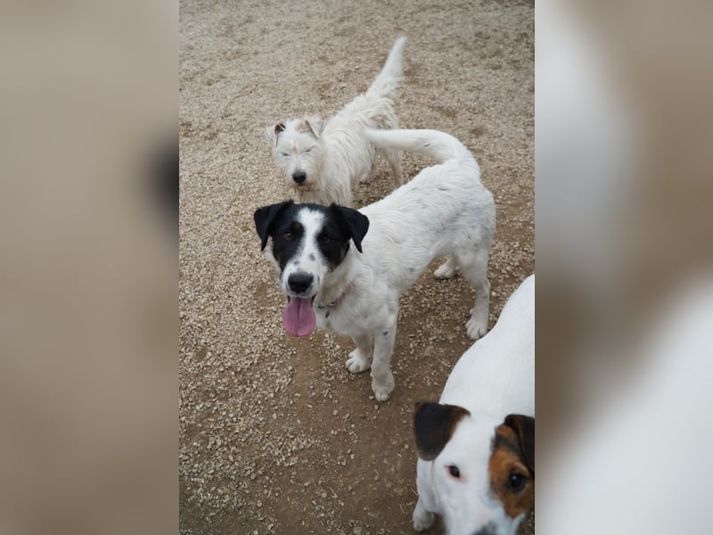 Toronto VA - Aktiver Racker sucht neues Zuhause
