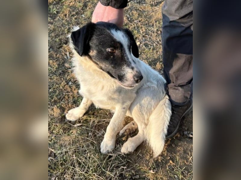 Toronto VA - Aktiver Racker sucht neues Zuhause