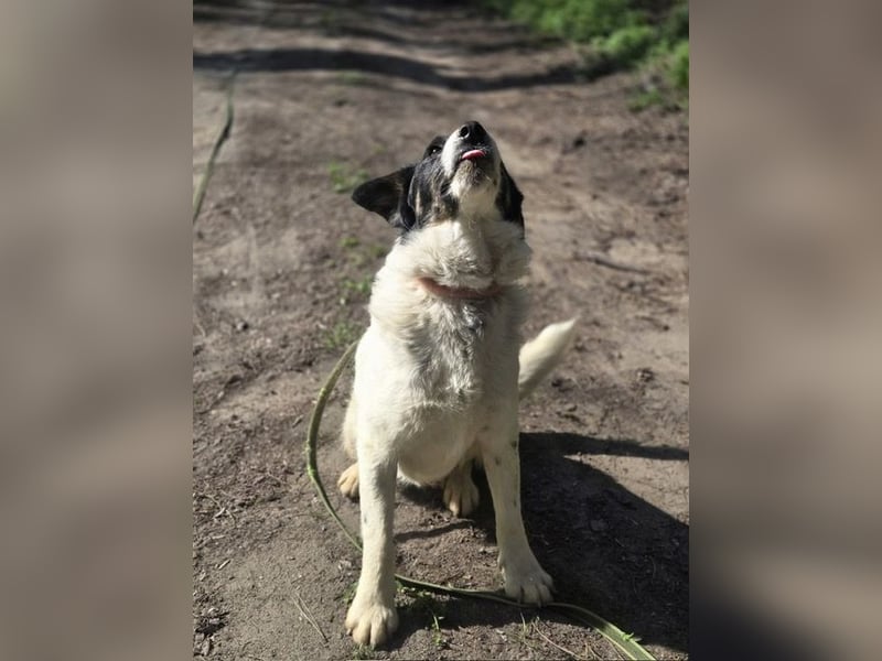 Toronto VA - Aktiver Racker sucht neues Zuhause