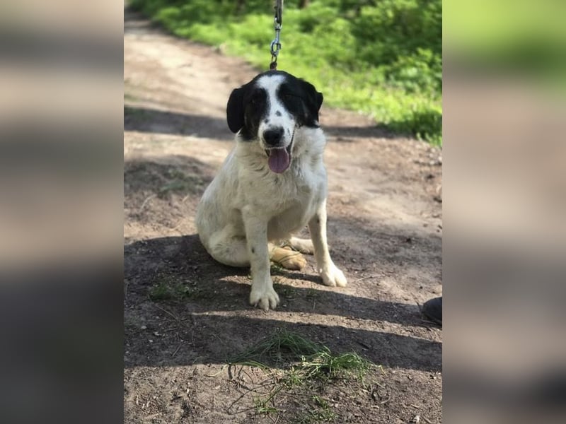 Toronto VA - Aktiver Racker sucht neues Zuhause