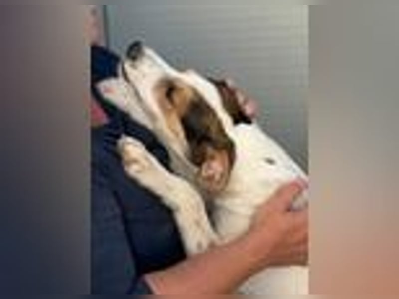 Lello-Lustiger Clown sucht festen Platz im Leben