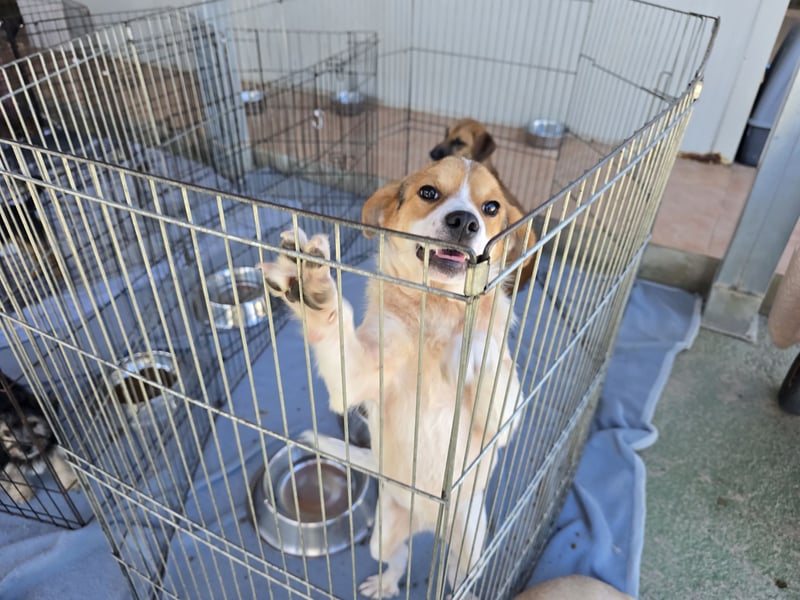 Gilda: erobert alle Herzen mit ihrer Fröhlichkeit