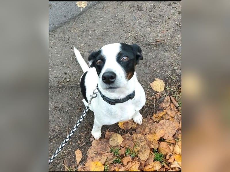 Jack Russel Mix, 8 Jahre - liebevolles Zuhause gesuch5