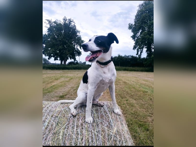 Jack Russel Mix, 8 Jahre - liebevolles Zuhause gesuch5