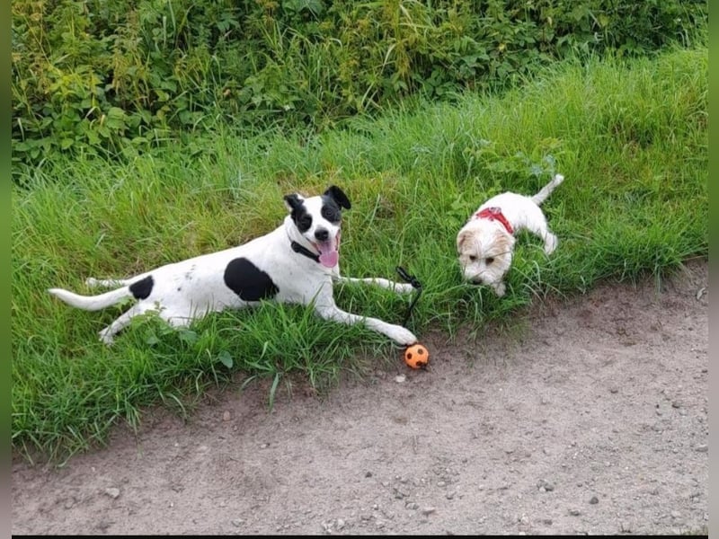 Jack Russel Mix, 8 Jahre - liebevolles Zuhause gesuch5