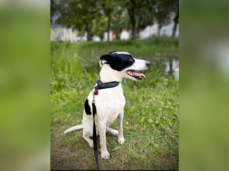 Jack Russel Mix, 8 Jahre - liebevolles Zuhause gesuch5
