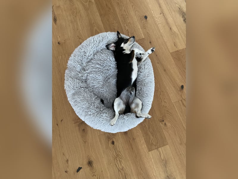 Buddy sucht ein neues Zuhause