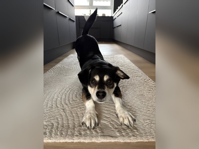 Buddy sucht ein neues Zuhause