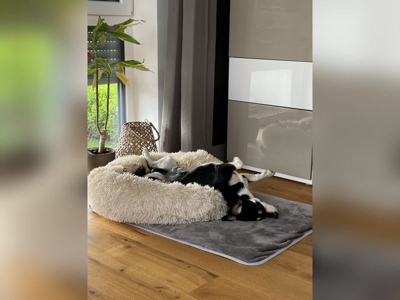 Buddy sucht ein neues Zuhause