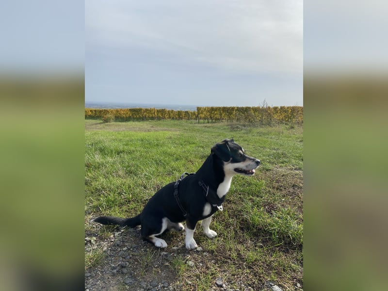 Buddy sucht ein neues Zuhause