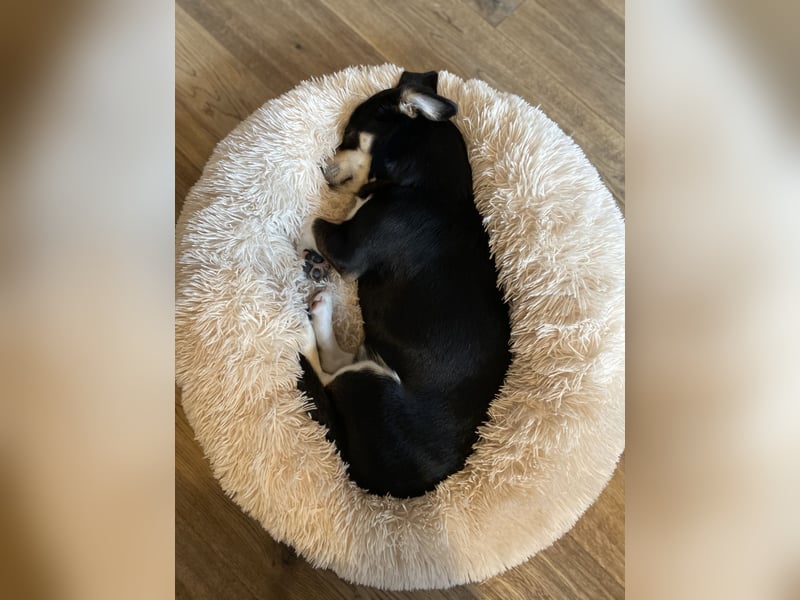 Buddy sucht ein neues Zuhause