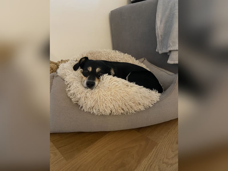 Buddy sucht ein neues Zuhause