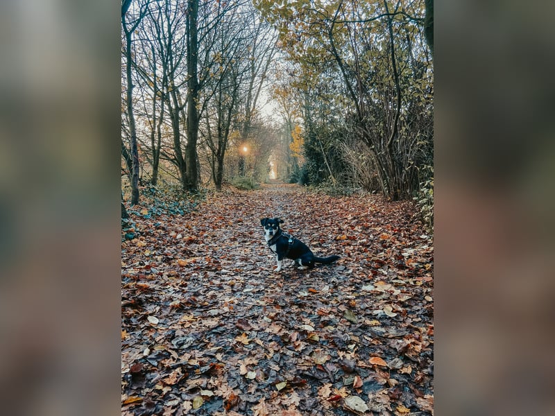 Buddy sucht ein neues Zuhause