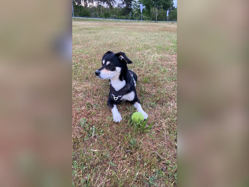 Buddy sucht ein neues Zuhause