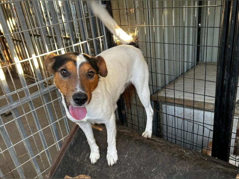 Happie: Ein Gute-Laune Hund zum verlieben