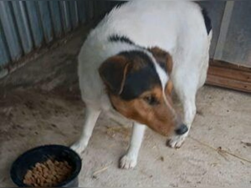 Happie: Ein Gute-Laune Hund zum verlieben