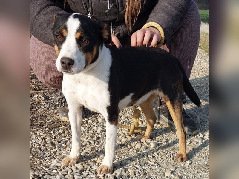 Zendaya eine sehr liebe Hündin