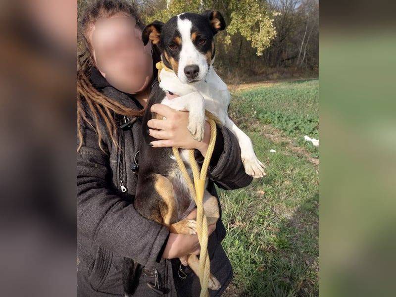 Zendaya eine sehr liebe Hündin