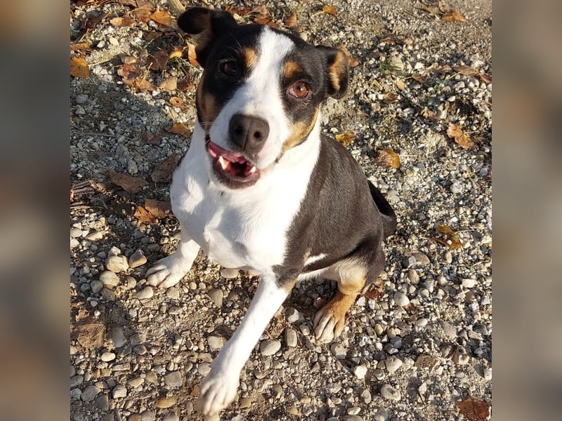 Zendaya eine sehr liebe Hündin