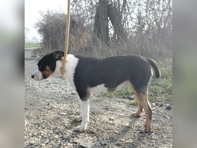 Zendaya eine sehr liebe Hündin