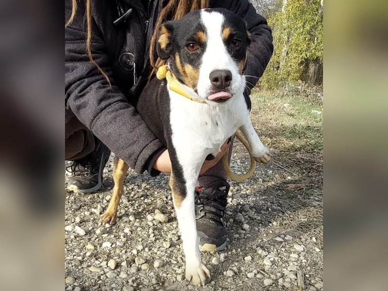 Zendaya eine sehr liebe Hündin