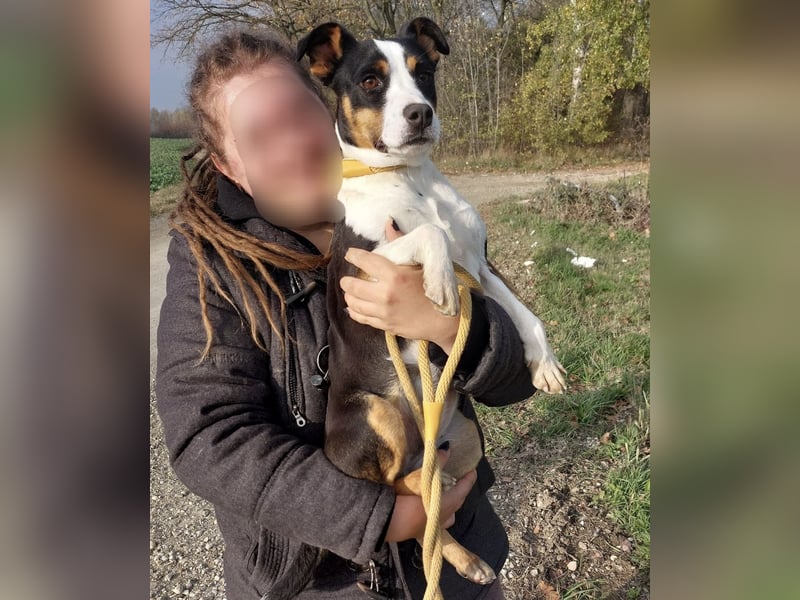 Zendaya eine sehr liebe Hündin