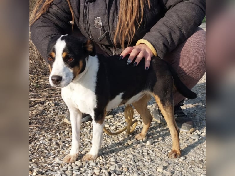 Zendaya eine sehr liebe Hündin