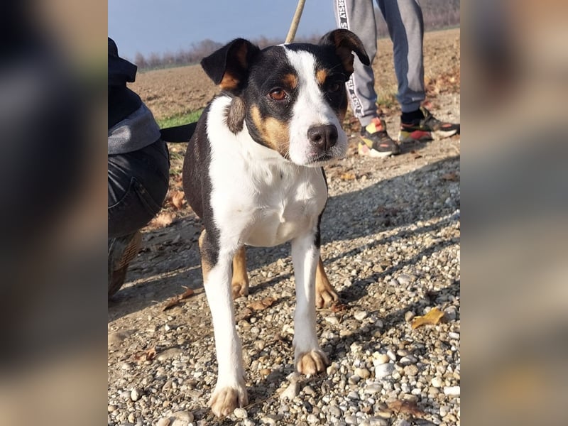 Zendaya eine sehr liebe Hündin