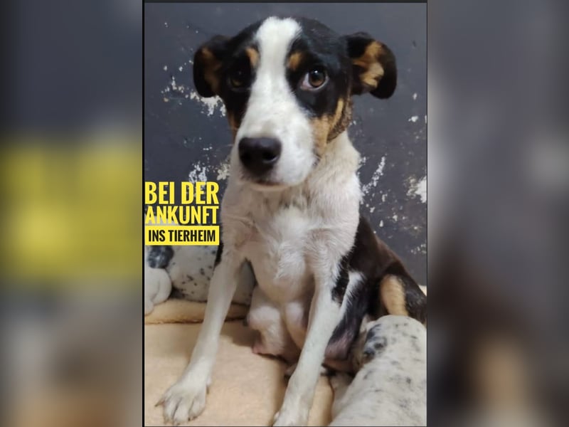 Zendaya eine sehr liebe Hündin