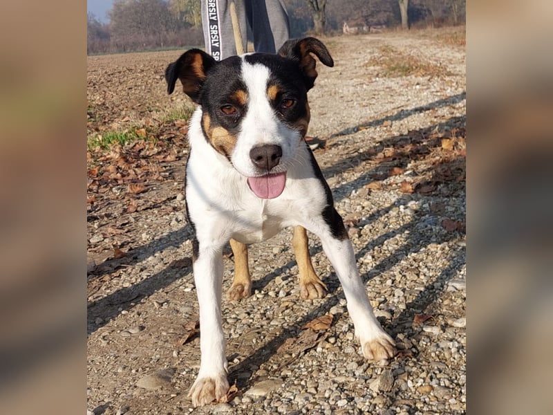 Zendaya eine sehr liebe Hündin