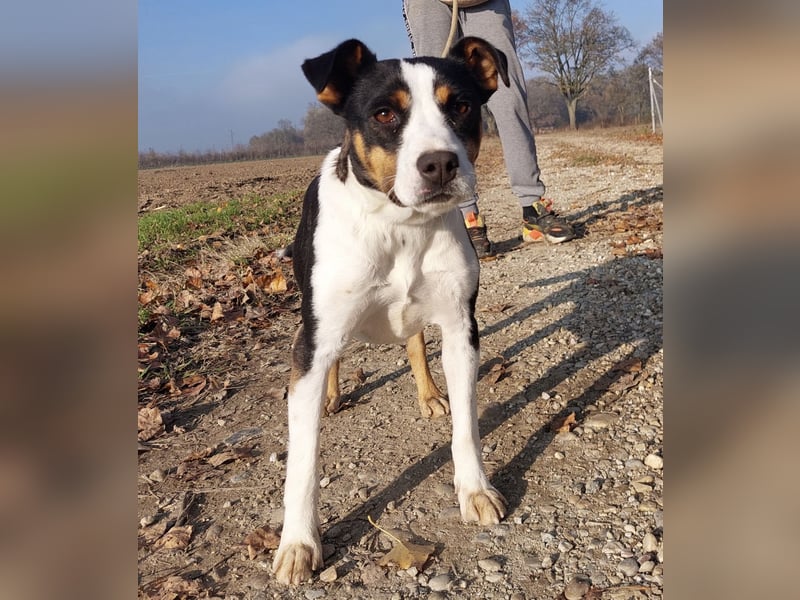 Zendaya eine sehr liebe Hündin