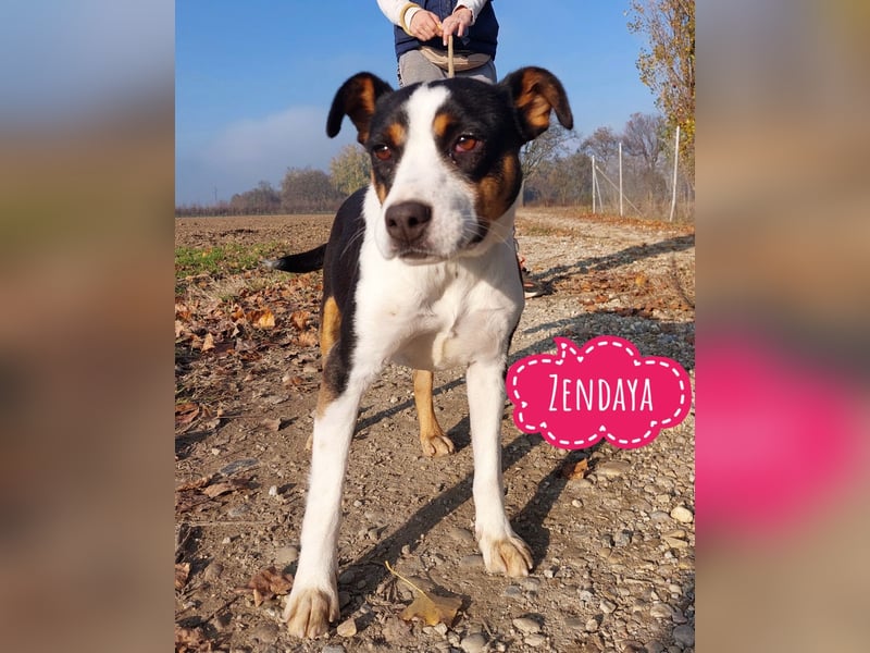 Zendaya eine sehr liebe Hündin