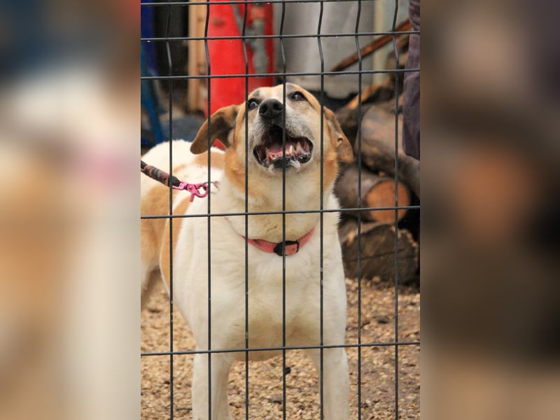 Bamba-VA – Wunderschöne, aufgeschlossene Hündin mit Charakter sucht aktives Zuhause