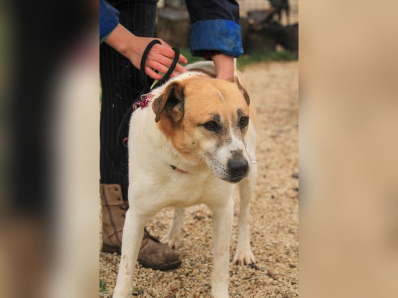 Bamba-VA – Wunderschöne, aufgeschlossene Hündin mit Charakter sucht aktives Zuhause