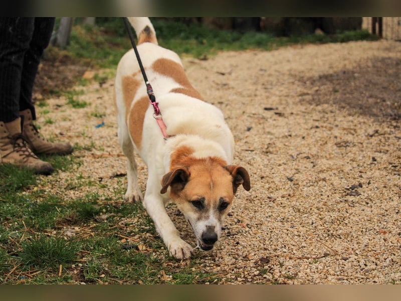 Bamba-VA – Wunderschöne, aufgeschlossene Hündin mit Charakter sucht aktives Zuhause