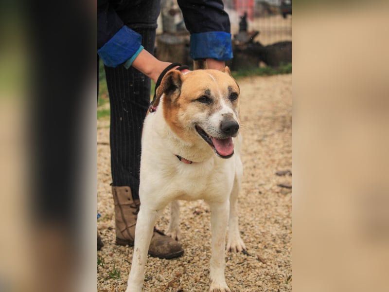 Bamba-VA – Wunderschöne, aufgeschlossene Hündin mit Charakter sucht aktives Zuhause