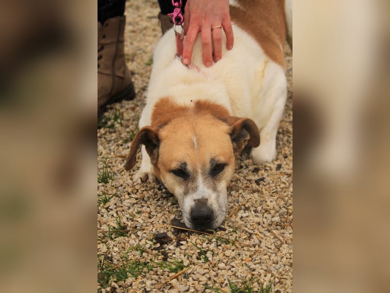 Bamba-VA – Wunderschöne, aufgeschlossene Hündin mit Charakter sucht aktives Zuhause