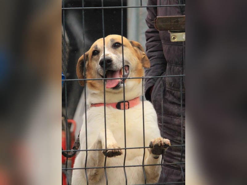 Bamba-VA – Wunderschöne, aufgeschlossene Hündin mit Charakter sucht aktives Zuhause