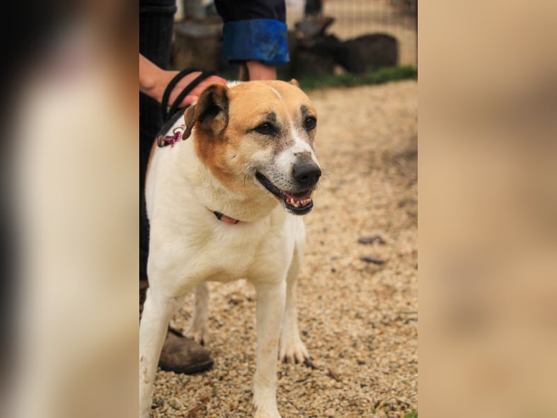 Bamba-VA – Wunderschöne, aufgeschlossene Hündin mit Charakter sucht aktives Zuhause