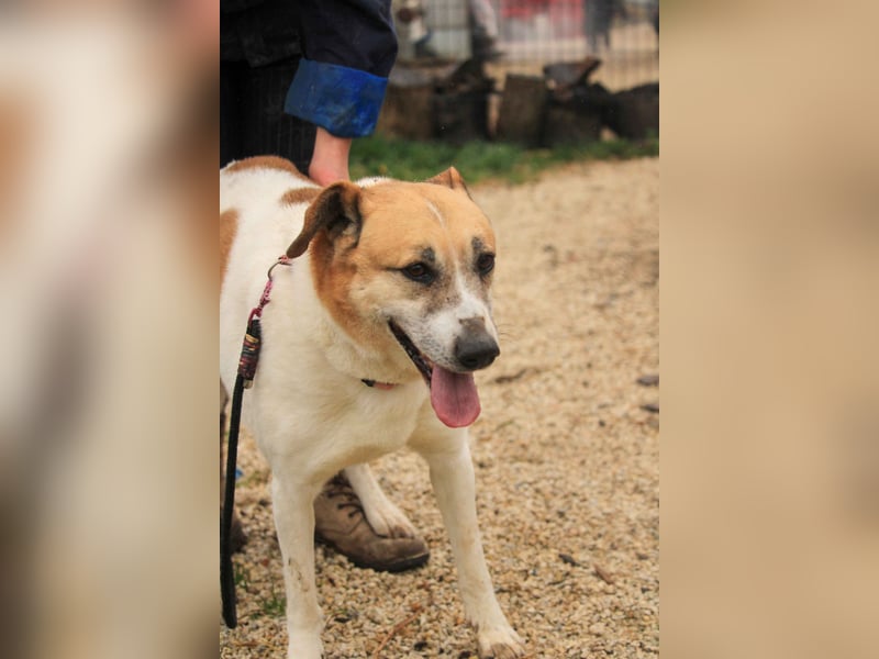 Bamba-VA – Wunderschöne, aufgeschlossene Hündin mit Charakter sucht aktives Zuhause