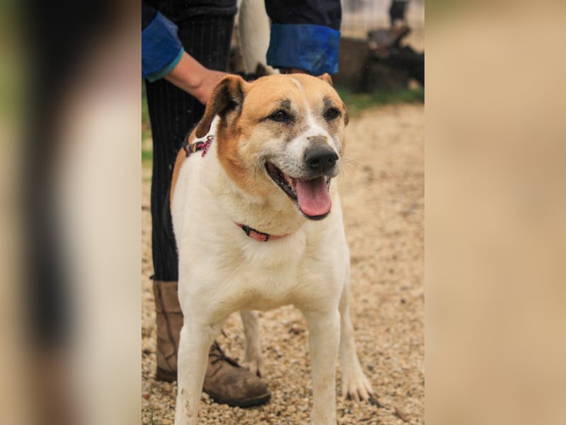 Bamba-VA – Wunderschöne, aufgeschlossene Hündin mit Charakter sucht aktives Zuhause