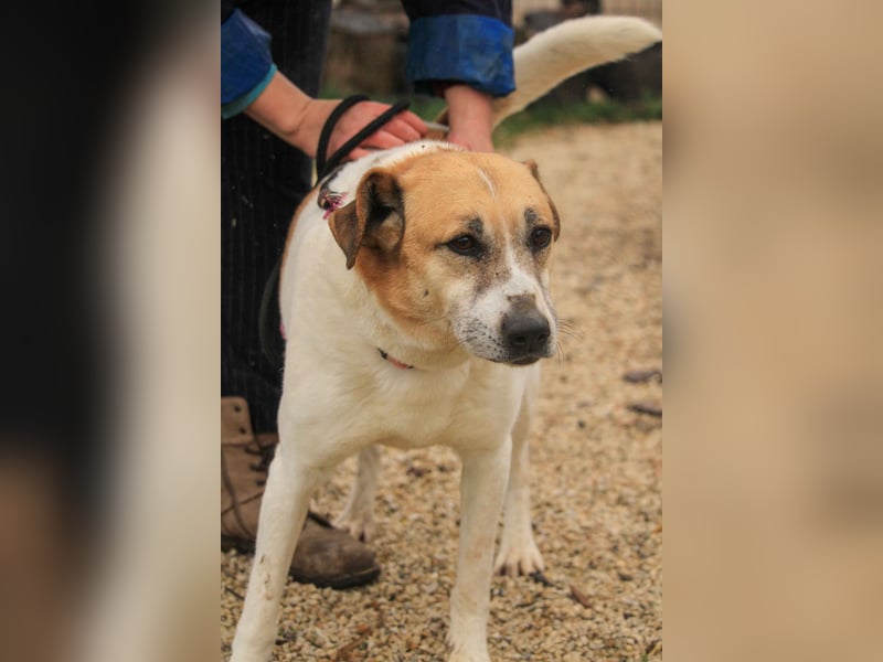 Bamba-VA – Wunderschöne, aufgeschlossene Hündin mit Charakter sucht aktives Zuhause