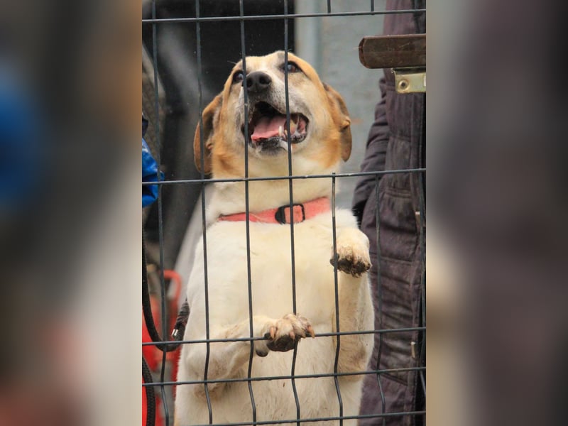 Bamba-VA – Wunderschöne, aufgeschlossene Hündin mit Charakter sucht aktives Zuhause