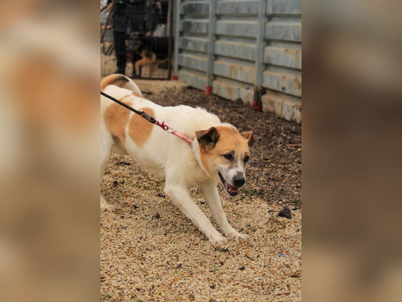 Bamba-VA – Wunderschöne, aufgeschlossene Hündin mit Charakter sucht aktives Zuhause