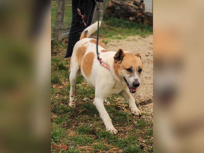 Bamba-VA – Wunderschöne, aufgeschlossene Hündin mit Charakter sucht aktives Zuhause