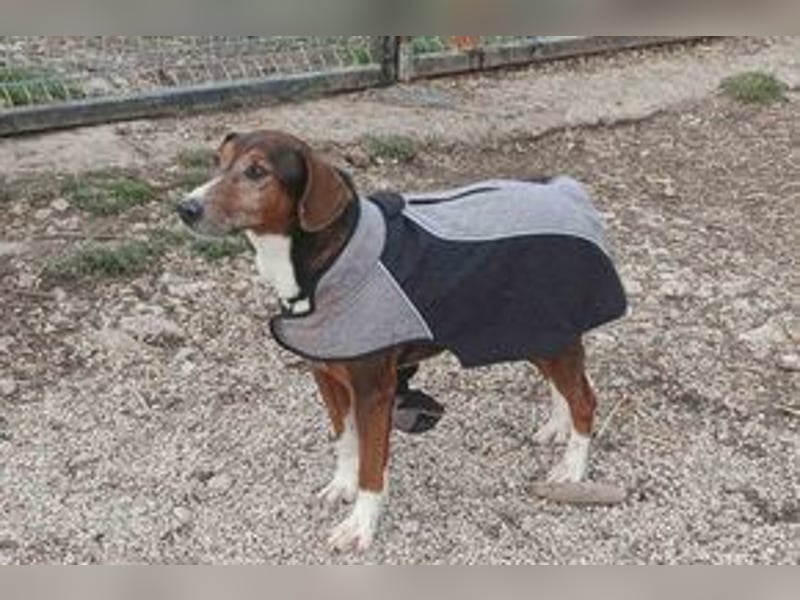 Hübscher Senior Terrier Mix geb.2014